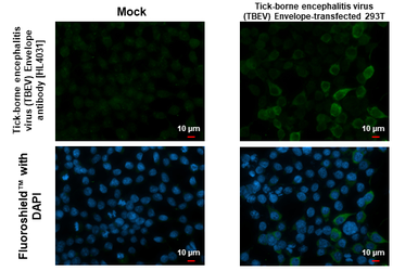 Anti-Tick-borne encephalitis virus (TBEV) Envelope antibody [HL4031] used in Immunocytochemistry/ Immunofluorescence (ICC/IF). GTX642362